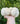 Lion's Mane fruit body, mushroom tincture for brain health image