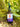 Turkey Tail Liquid Double Extract with Wild Huckleberries 2oz./60ML - VESPER MUSHROOMSvespermushrooms