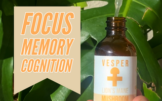 Exploring lion's mane extract better than lion's mane powder - VESPER MUSHROOMS