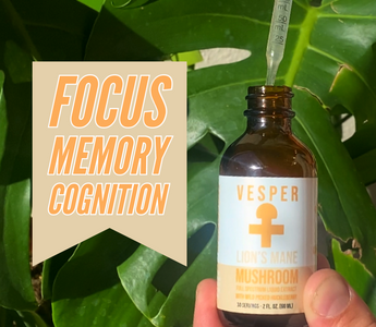 Exploring lion's mane extract better than lion's mane powder - VESPER MUSHROOMS