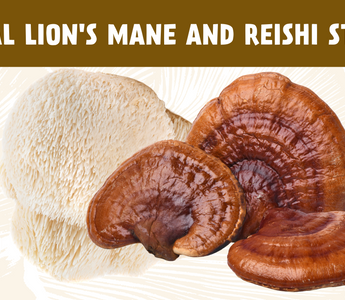 reishi and lion's mane study, reishi for sleep