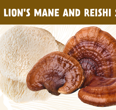 reishi and lion's mane study, reishi for sleep