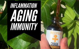 chaga liquid extract