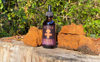 picture of chaga mushrooms sitting with a vesper mushrooms liquid chaga extract
