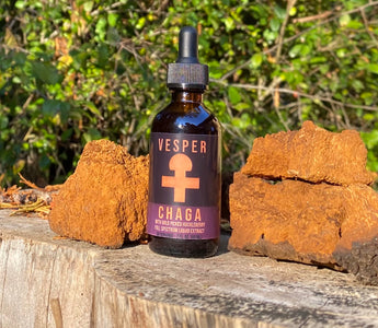 picture of chaga mushrooms sitting with a vesper mushrooms liquid chaga extract