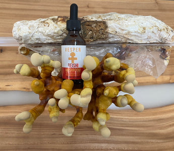 mushroom extract sitting atop a mushroom