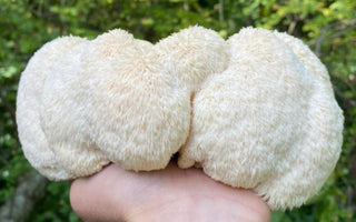 Lion’s Mane Before or After Coffee? How to Stack Them for Best Results