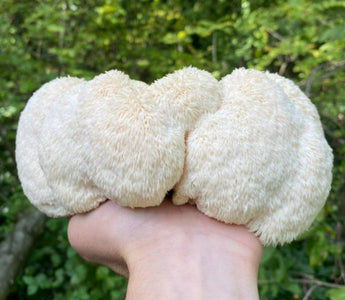 Lion’s Mane Before or After Coffee? How to Stack Them for Best Results