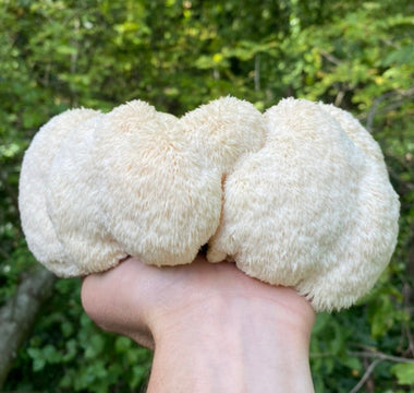 Lion’s Mane Before or After Coffee? How to Stack Them for Best Results