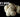 Lion's Mane functional mushroom — comparing supplement formats for cognitive support