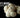Lion's Mane functional mushroom — comparing supplement formats for cognitive support