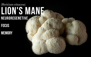 Exploring lion's mane extract better than lion's mane powder - VESPER MUSHROOMS