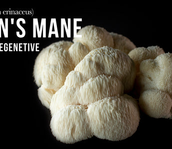 Exploring lion's mane extract better than lion's mane powder - VESPER MUSHROOMS