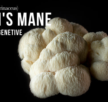 Exploring lion's mane extract better than lion's mane powder - VESPER MUSHROOMS