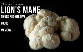 Exploring lion's mane extract better than lion's mane powder - VESPER MUSHROOMS