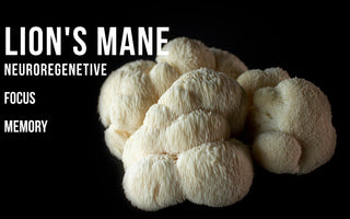 Lion's Mane functional mushroom — comparing supplement formats for cognitive support