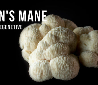 Lion's Mane functional mushroom — comparing supplement formats for cognitive support