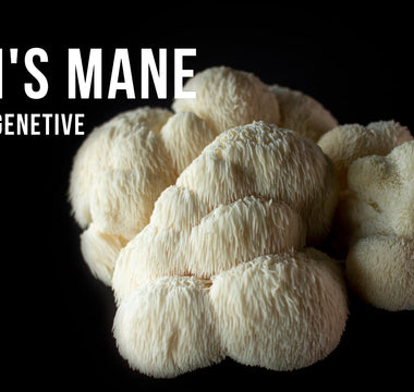 Lion's Mane functional mushroom — comparing supplement formats for cognitive support