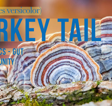 Exploring best turkey tail supplement for - VESPER MUSHROOMS