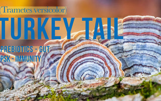 Exploring best turkey tail supplement for - VESPER MUSHROOMS