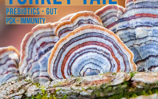 Turkey tail mushroom supplement doesn't cure cancer