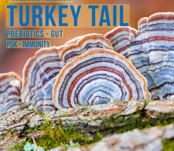 Turkey tail mushroom supplement doesn't cure cancer