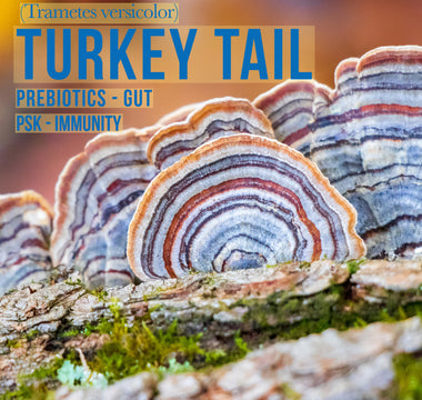 Turkey tail mushroom supplement doesn't cure cancer