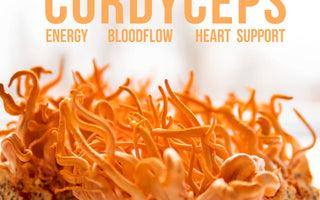 Exploring cordyceps energy - VESPER MUSHROOMS