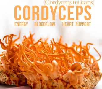 Exploring cordyceps energy - VESPER MUSHROOMS