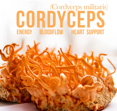 Exploring cordyceps energy - VESPER MUSHROOMS