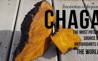 Exploring whhere does chaga come from and what is its history - VESPER MUSHROOMS