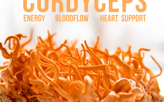 cordyceps liquid mushroom extract