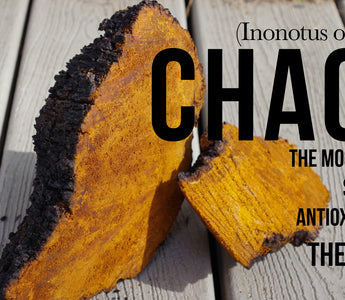 Exploring whhere does chaga come from and what is its history - VESPER MUSHROOMS