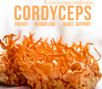 cordyceps liquid mushroom extract