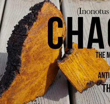 Exploring whhere does chaga come from and what is its history - VESPER MUSHROOMS