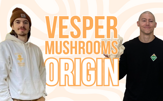 Exploring lion's mane extract better than lion's mane powder - VESPER MUSHROOMS