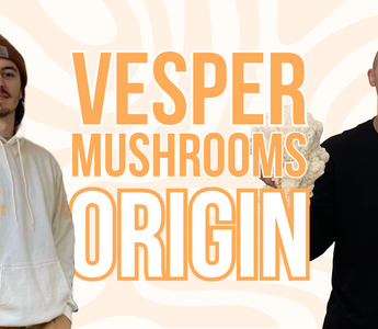 Exploring lion's mane extract better than lion's mane powder - VESPER MUSHROOMS