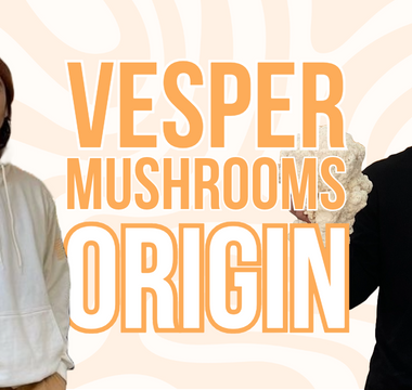 Exploring lion's mane extract better than lion's mane powder - VESPER MUSHROOMS