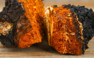 Benefits of Chaga Mushroom: The Mystifying Cold Weather Mushroom - VESPER MUSHROOMS