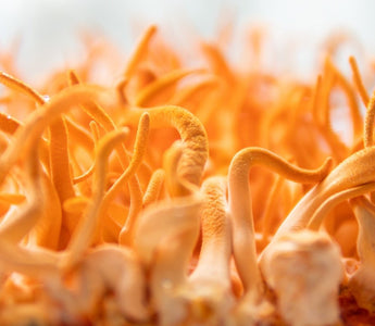 Benefits of Cordyceps Mushrooms - VESPER MUSHROOMS