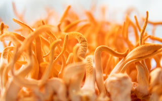 Benefits of Cordyceps Mushrooms - VESPER MUSHROOMS