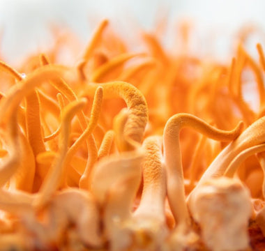 Benefits of Cordyceps Mushrooms - VESPER MUSHROOMS