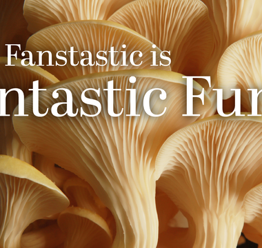 Fantastic Fungi Review