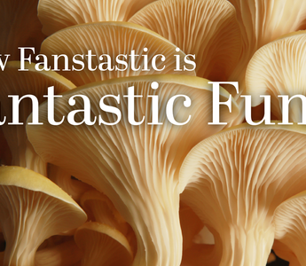 Fantastic Fungi Review