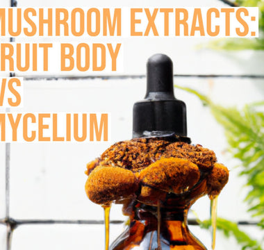 Fruit Body Extract vs Mycelium Extract - VESPER MUSHROOMS
