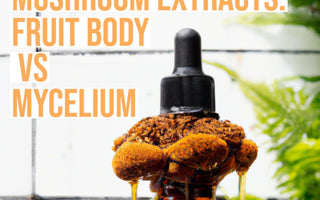 Fruit Body Extract vs Mycelium Extract - VESPER MUSHROOMS