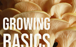 How to Begin Growing Your Own Mushrooms with Your Vesper Grow Kit - VESPER MUSHROOMS