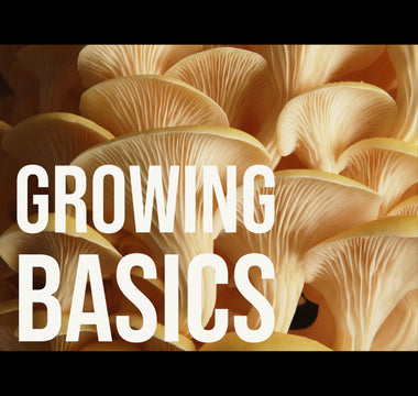 How to Begin Growing Your Own Mushrooms with Your Vesper Grow Kit - VESPER MUSHROOMS
