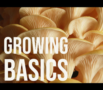 How to Begin Growing Your Own Mushrooms with Your Vesper Grow Kit - VESPER MUSHROOMS