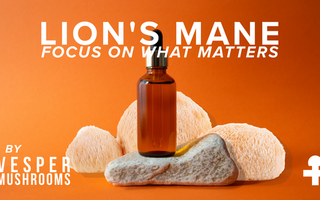 Why Our Mushroom Extracts Are Water-Soluble (and Why That Matters More Than Oil)